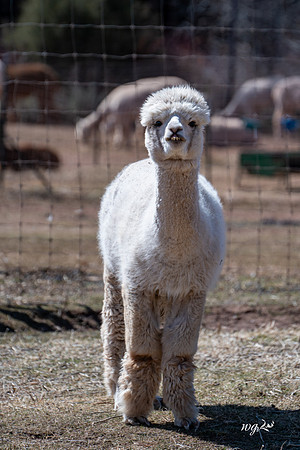 017_Big Hat Ranch