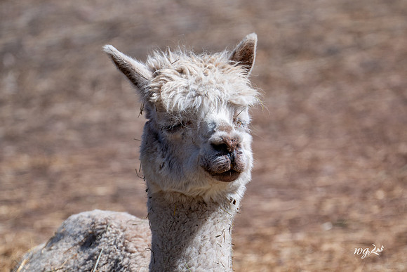012_Big Hat Ranch