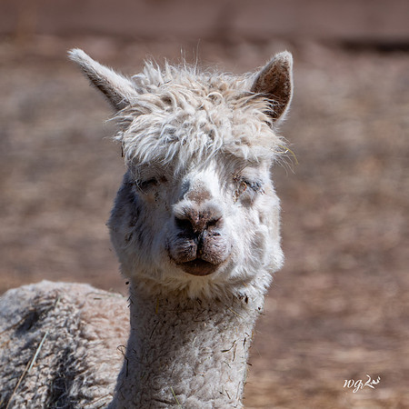 011_Big Hat Ranch
